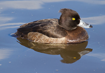 Image showing Female Tufted duck