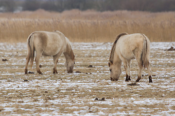 Image showing Grazing Konik horses