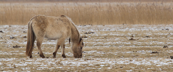 Image showing Grazing Konik horse