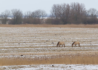 Image showing Grazing Konik horses