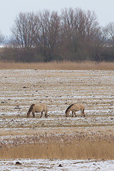 Image showing Grazing Konik horses