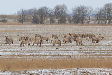 Image showing Grazing Konik horses