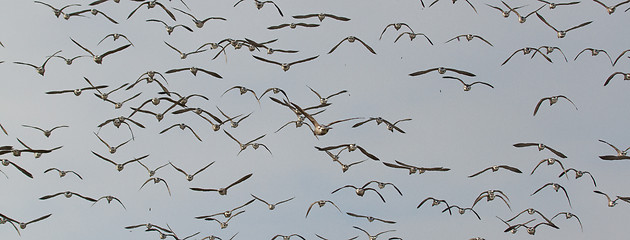 Image showing A group of Brent geese