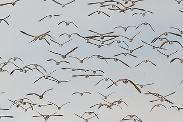 Image showing A group of Brent geese