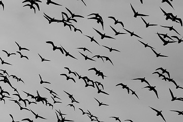 Image showing A group of Brent geese