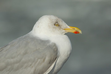 Image showing A herring gull