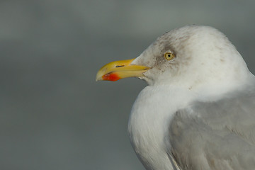 Image showing A herring gull