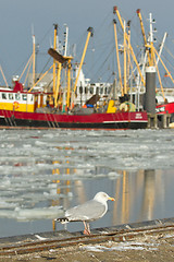 Image showing A herring gull with a fishing boat