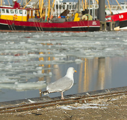 Image showing A herring gull with a fishing boat