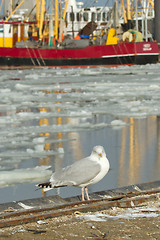 Image showing A herring gull with a fishing boat