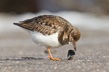 Image showing Ruddy Turnstone