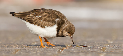 Image showing Ruddy Turnstone