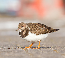 Image showing Ruddy Turnstone