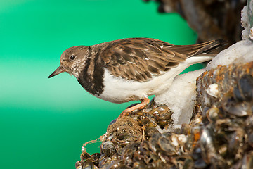 Image showing Ruddy Turnstone