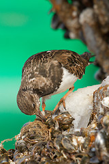 Image showing Ruddy Turnstone