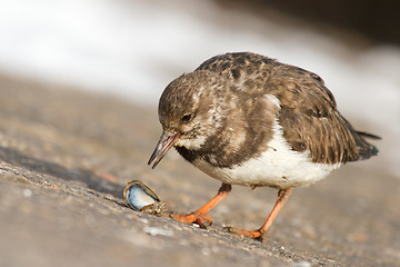 Image showing Ruddy Turnstone