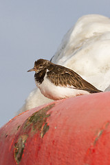 Image showing Ruddy Turnstone