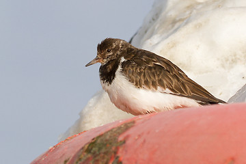 Image showing Ruddy Turnstone