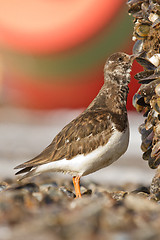 Image showing Ruddy Turnstone