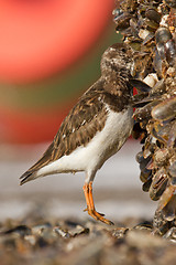 Image showing Ruddy Turnstone