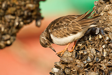 Image showing Ruddy Turnstone