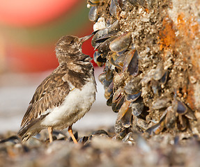 Image showing Ruddy Turnstone