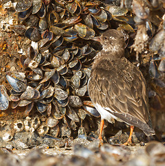 Image showing Ruddy Turnstone