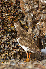 Image showing Ruddy Turnstone