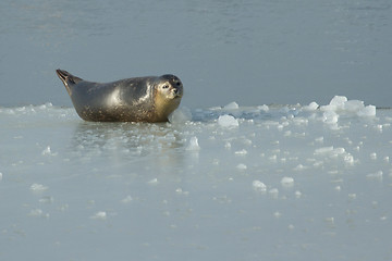 Image showing A common seal