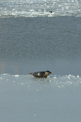 Image showing A common seal