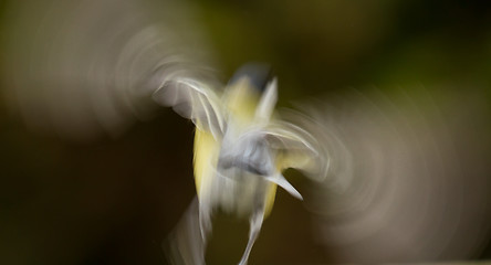 Image showing A flying blue tit