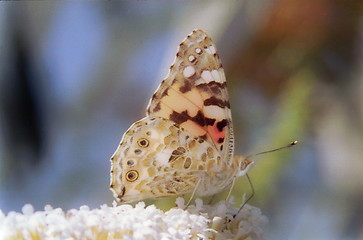 Image showing butterfly on buddleja