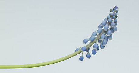 Image showing Grape hyacinth with white background