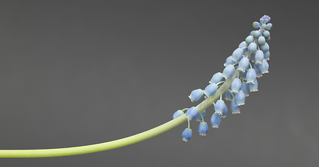 Image showing Grape hyacinth with grey background