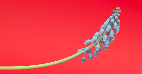 Image showing Grape hyacinth with red background