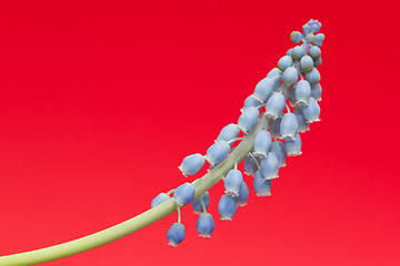 Image showing Grape hyacinth with red background