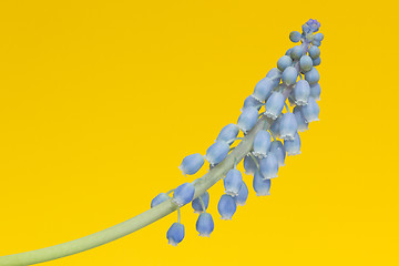 Image showing Grape hyacinth with yellow background