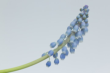 Image showing Grape hyacinth with white background