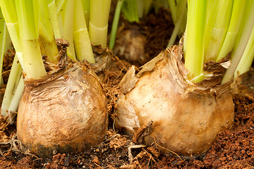 Image showing Hyacinth flowers growing