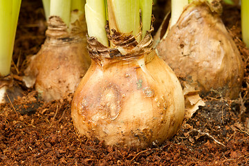 Image showing Hyacinth flowers growing