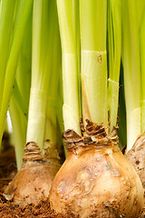 Image showing Hyacinth flowers growing