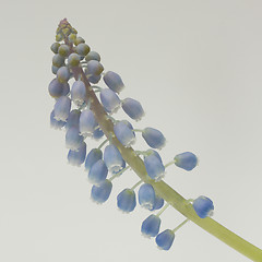 Image showing Grape hyacinth with white background