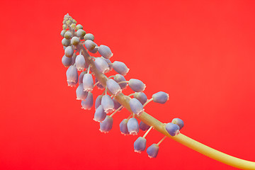 Image showing Grape hyacinth with red background