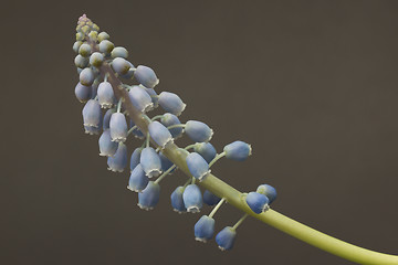 Image showing Grape hyacinth with grey background