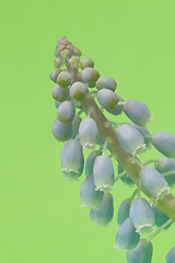 Image showing Grape hyacinth with green background