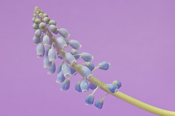 Image showing Grape hyacinth with purple background