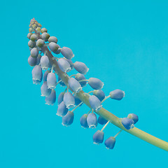 Image showing Grape hyacinth with blue background