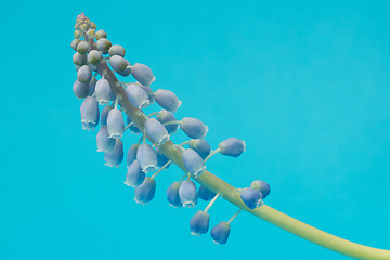 Image showing Grape hyacinth with blue background