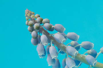 Image showing Grape hyacinth with blue background