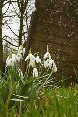 Image showing Flowers at a tombstone